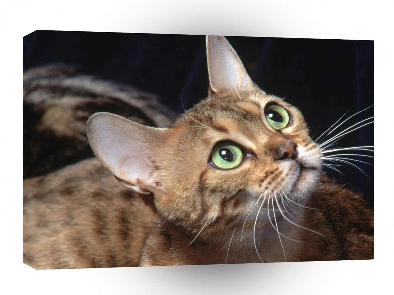 Cat Samara Bengal A1 Xlarge Canvas