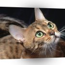 Cat Samara Bengal A1 Xlarge Canvas