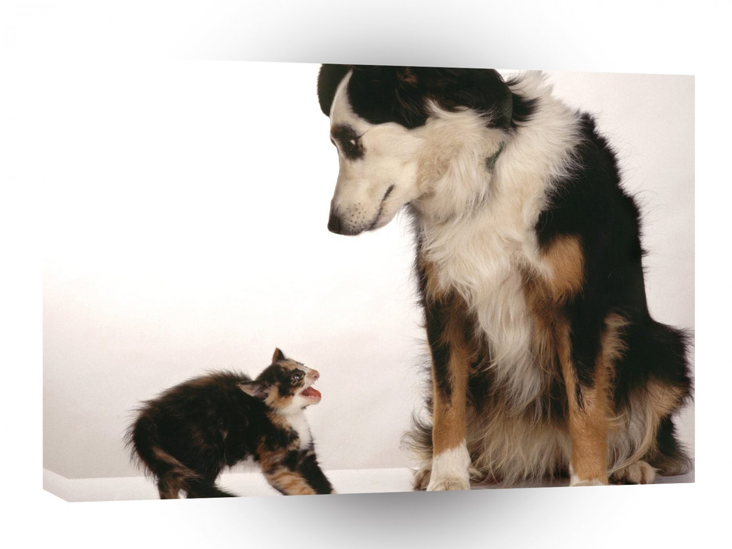 Cat Scaredy A1 Xlarge Canvas
