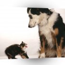 Cat Scaredy A1 Xlarge Canvas