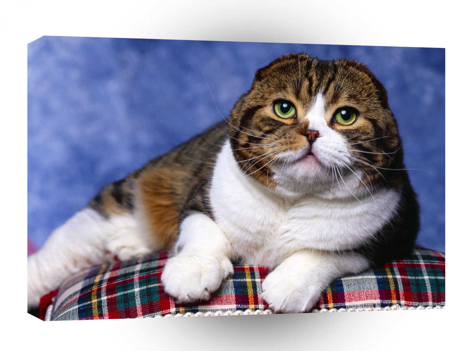 Cat Scottish Fold A1 Xlarge Canvas