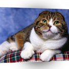 Cat Scottish Fold A1 Xlarge Canvas