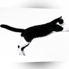 Cat Show A1 Xlarge Canvas