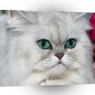 Cat Silver Shaded Persian A1 Xlarge Canvas