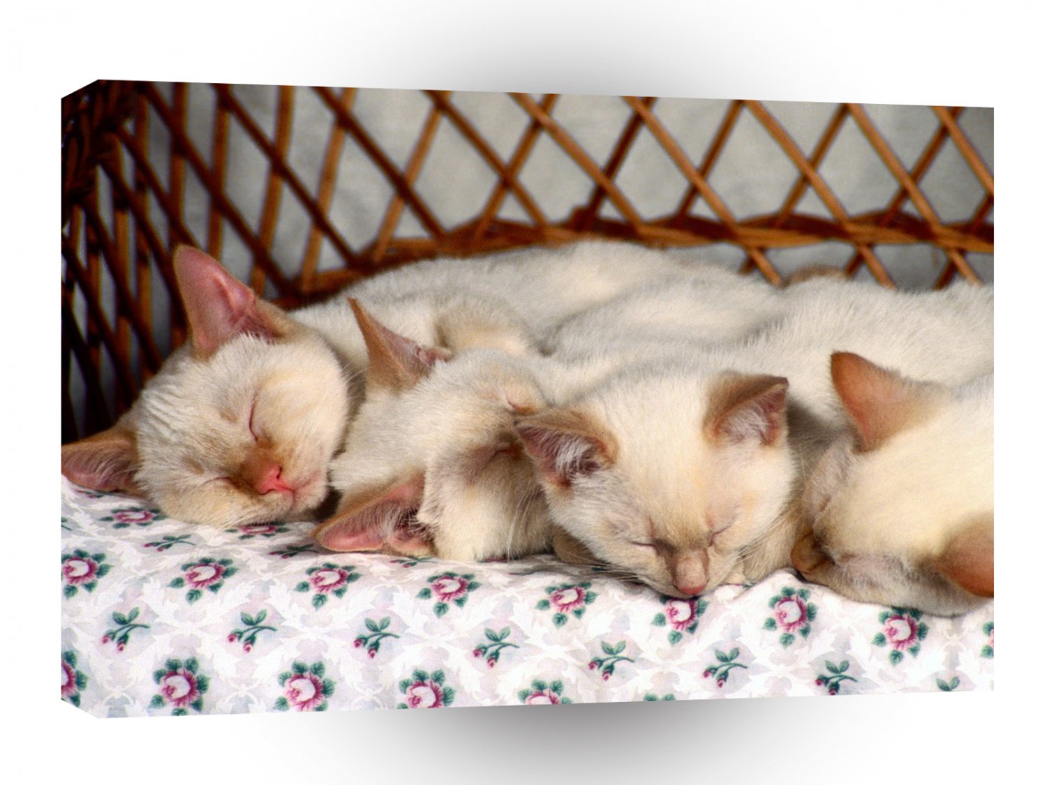 Cat Slumbering Siamese A1 Xlarge Canvas