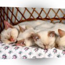 Cat Slumbering Siamese A1 Xlarge Canvas