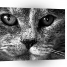 Cat Smokey A1 Xlarge Canvas