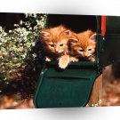 Cat Special Delivery Long Hair Red A1 Xlarge Canvas