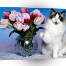 Cat Special Delivery Ragdoll A1 Xlarge Canvas