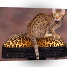 Cat Spotted Chocolate Oci A1 Xlarge Canvas