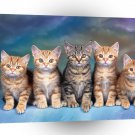 Cat Tabby Kittens A1 Xlarge Canvas