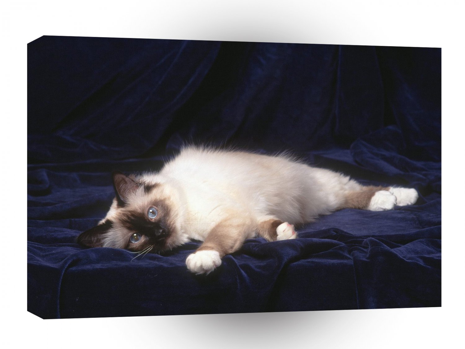 Cat Taking A Break Birman A1 Xlarge Canvas