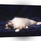 Cat Taking A Break Birman A1 Xlarge Canvas