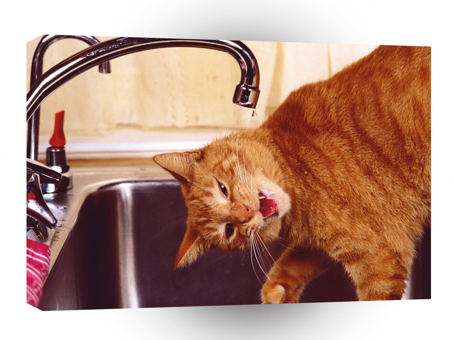 Cat Tap Polydactyl Red Tabby A1 Xlarge Canvas
