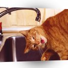 Cat Tap Polydactyl Red Tabby A1 Xlarge Canvas