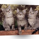 Cat Three Tenors A1 Xlarge Canvas