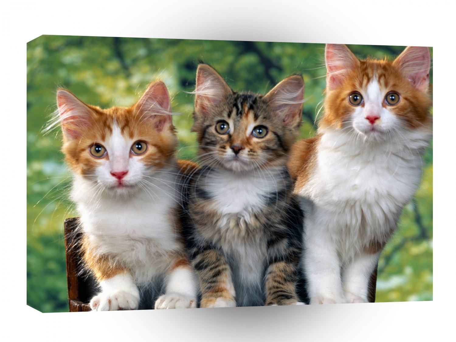 Cat Threes A Crowd A1 Xlarge Canvas