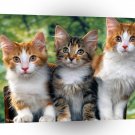Cat Threes A Crowd A1 Xlarge Canvas