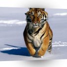 Cat Tiger Siberian A1 Xlarge Canvas