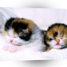 Cat Tommy Tia Scottish Fold Kittens A1 Xlarge Canvas