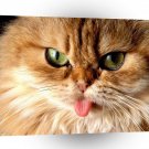 Cat Tongue Show A1 Xlarge Canvas