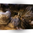Cat Twos Company A1 Xlarge Canvas