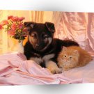 Cat Unlikely Bedfellows A1 Xlarge Canvas