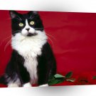 Cat Valentines Wish A1 Xlarge Canvas