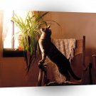 Cat Wishing You Were Here A1 Xlarge Canvas