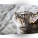 Cats Gimme Some A1 Xlarge Canvas