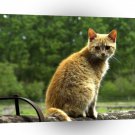 Cats Ginger Believer A1 Xlarge Canvas