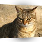 Cats Good Day To You A1 Xlarge Canvas