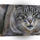 Cats Grey Furry Friend A1 Xlarge Canvas
