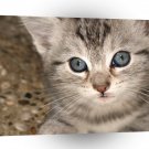 Cats Kitten Close Up A1 Xlarge Canvas
