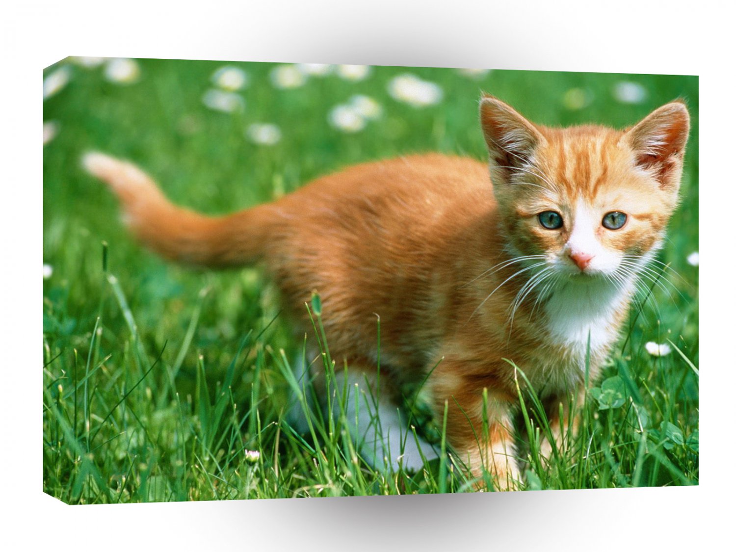Cats Kitten Ginger Paws A1 Xlarge Canvas