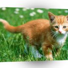 Cats Kitten Ginger Paws A1 Xlarge Canvas