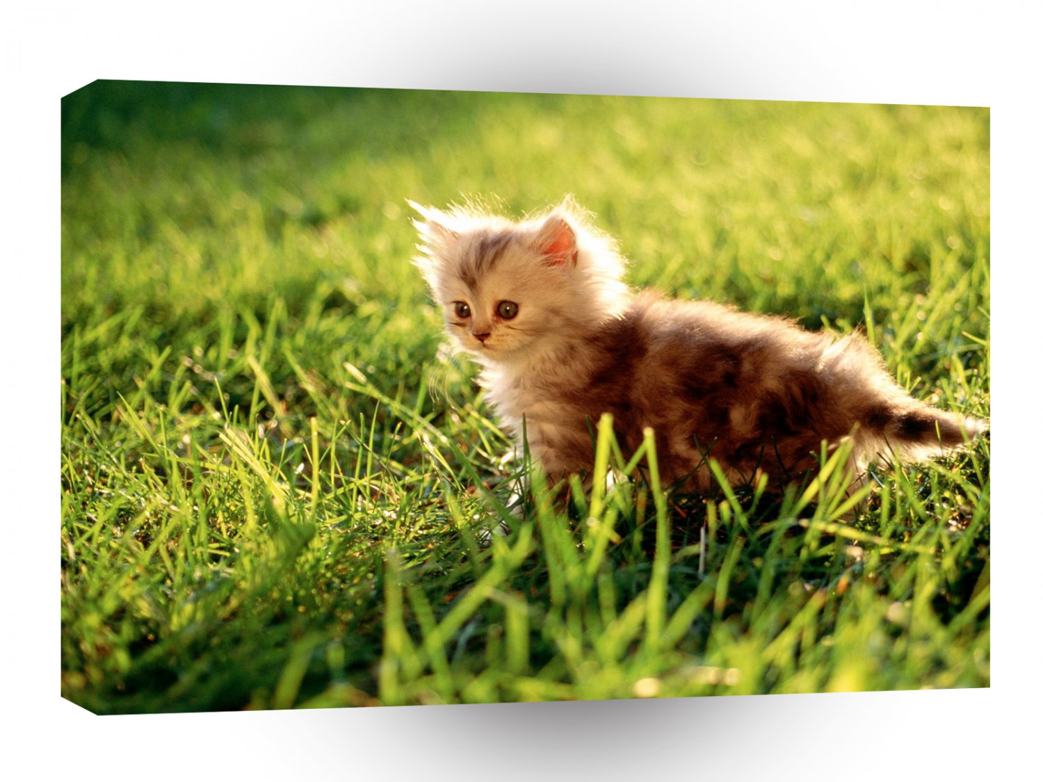 Cats Kitten Small Cheeks A1 Xlarge Canvas