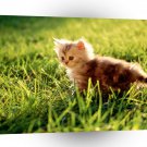 Cats Kitten Small Cheeks A1 Xlarge Canvas