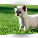 Cats Kitten White Tiger A1 Xlarge Canvas