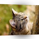 Cats Mr Hunter A1 Xlarge Canvas