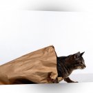 Cats Out Of Bag A1 Xlarge Canvas