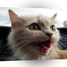 Cats Pleasent Suprise A1 Xlarge Canvas