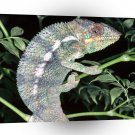 Chameleons Climbing For Food A1 Xlarge Canvas