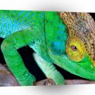 Chameleons Groovy Times A1 Xlarge Canvas