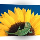 Chameleons Sunflower Dance A1 Xlarge Canvas