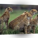 Cheetah Anticipation Africa A1 Xlarge Canvas