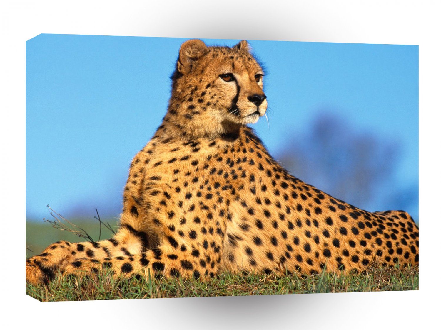 Cheetah Fast Predator A1 Xlarge Canvas