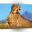 Cheetah Fast Predator A1 Xlarge Canvas