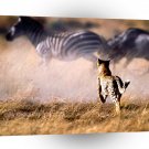 Cheetah Going In A1 Xlarge Canvas