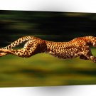 Cheetah High Velocity A1 Xlarge Canvas